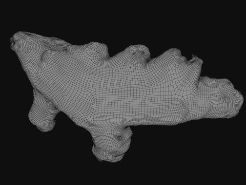 Ginger Root 01 3D Model