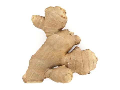 Ginger Root 02 3D Model