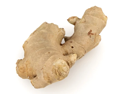 Ginger Root 03 3D Model