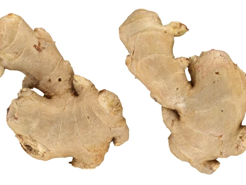 Ginger Root 03 3D Model