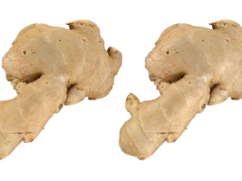 Ginger Root 03 3D Model