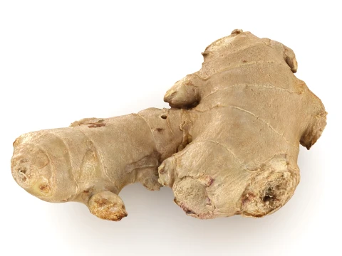 Ginger Root 03 3D Model