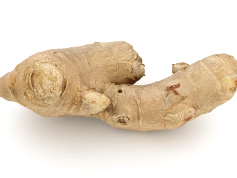 Ginger Root 03 3D Model