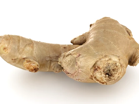 Ginger Root 03 3D Model