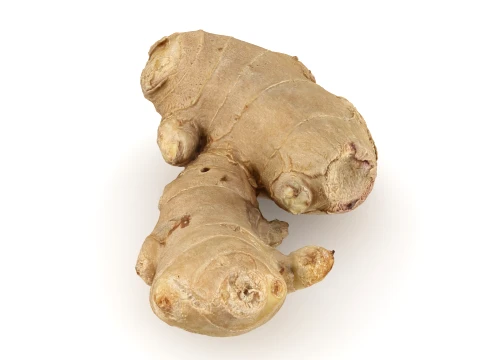 Ginger Root 03 3D Model