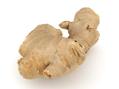 Ginger Root 03 3D Model