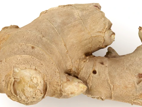 Ginger Root 03 3D Model