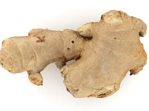 Ginger Root 03 3D Model