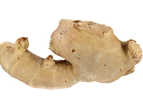 Ginger Root 03 3D Model