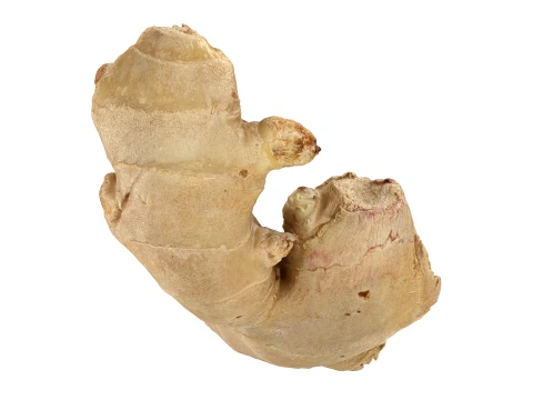 Ginger Root 03 3D Model