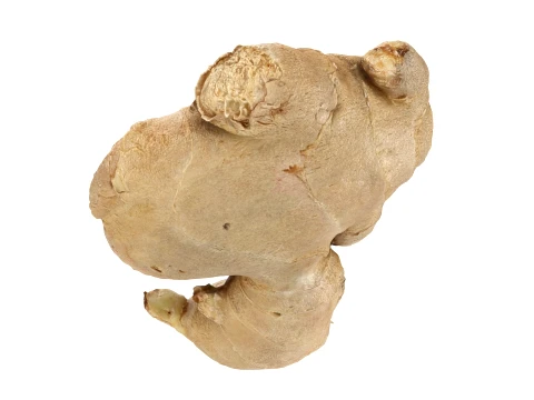 Ginger Root 03 3D Model