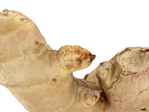 Ginger Root 03 3D Model