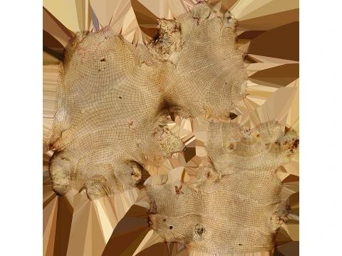 Ginger Root 03 3D Model