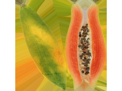 Papaya Wedge 3D Model