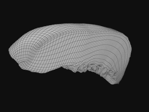 Papaya Wedge 3D Model