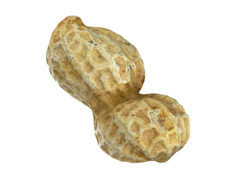 Peanut Shell 01 - 3D Scanned 3D 모델