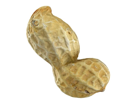 Peanut Shell 02 - 3D Scanned 3D Model