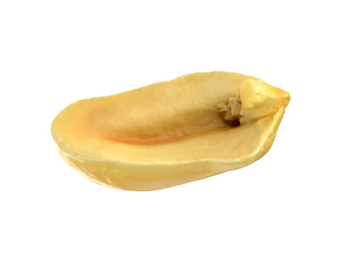 Half Peeled Peanut 01 3D Model