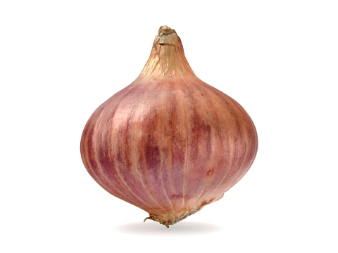 Shallot 01 3D Model