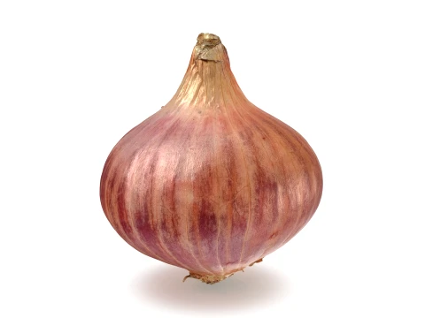 Shallot 01 3D Model