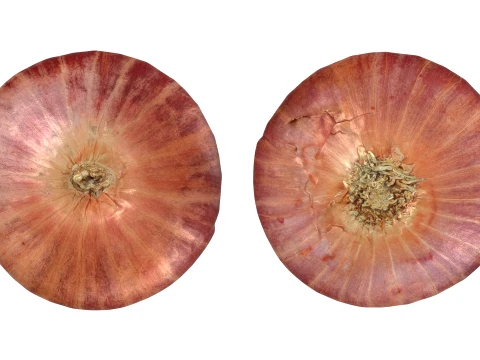 Shallot 01 3D Model
