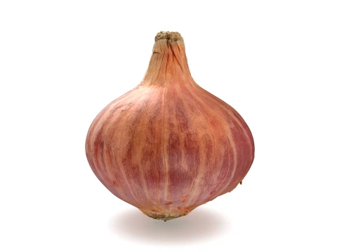 Shallot 01 3D Model