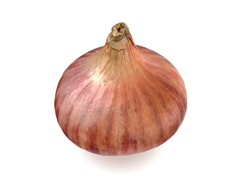 Shallot 01 3D Model