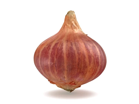 Shallot 01 3D Model