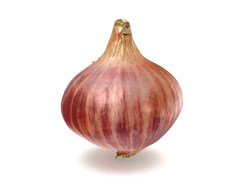 Shallot 01 3D Model