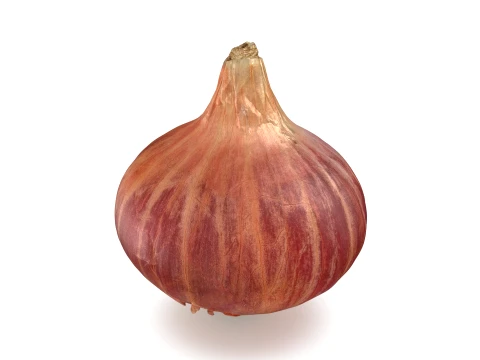 Shallot 01 3D Model