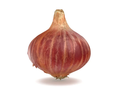 Shallot 01 3D Model