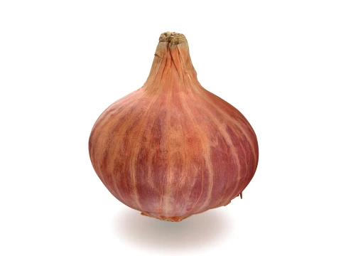 Shallot 01 3D Model