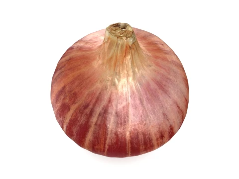 Shallot 01 3D Model