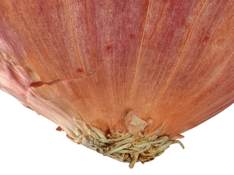 Shallot 01 3D Model
