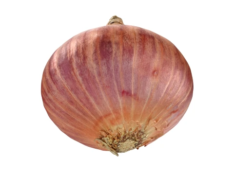 Shallot 01 3D Model