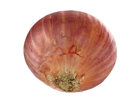Shallot 01 3D Model