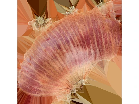 Shallot 01 3D Model
