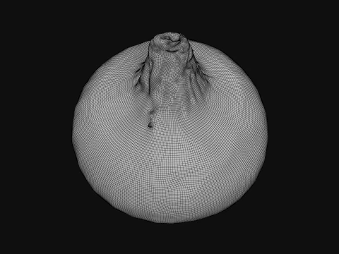 Shallot 01 3D Model