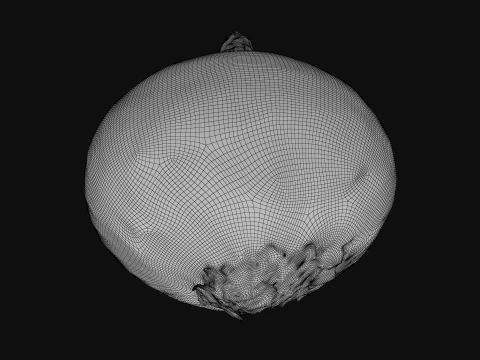 Shallot 01 3D Model