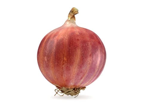 Shallot 02 3D Model