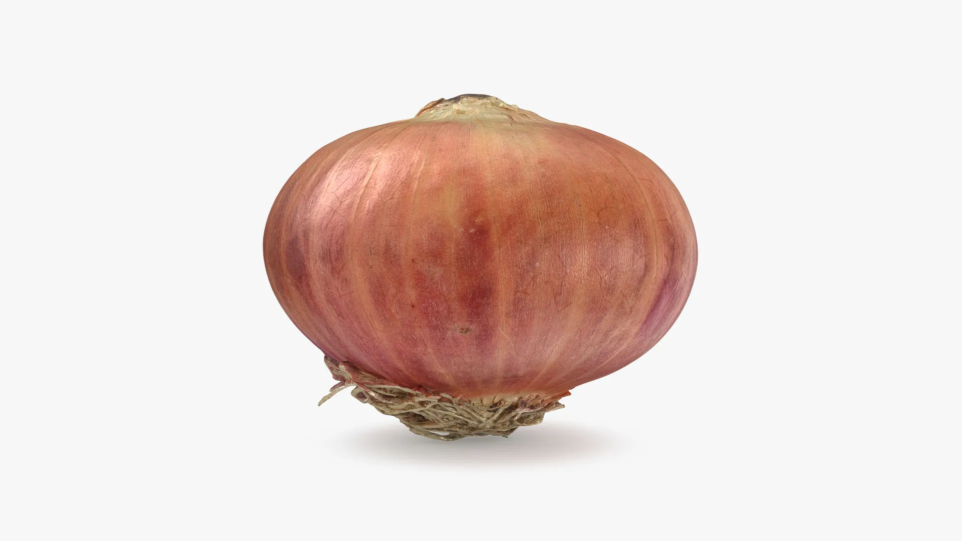 Shallot 03 3D Model .c4d .max .obj .3ds .fbx .stl .blend 