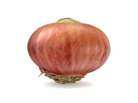 Shallot 03 3D Model