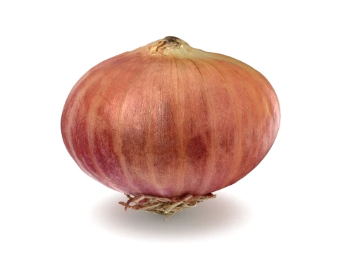 Shallot 03 3D Model