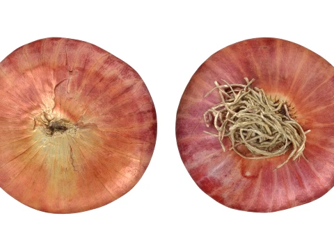 Shallot 03 3D Model