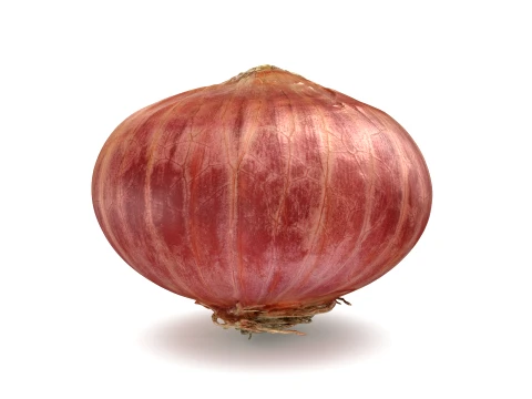 Shallot 03 3D Model