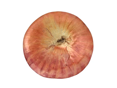 Shallot 03 3D Model