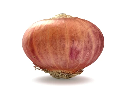 Shallot 03 3D Model