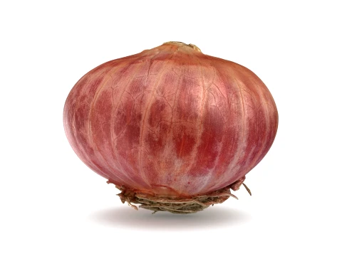 Shallot 03 3D Model