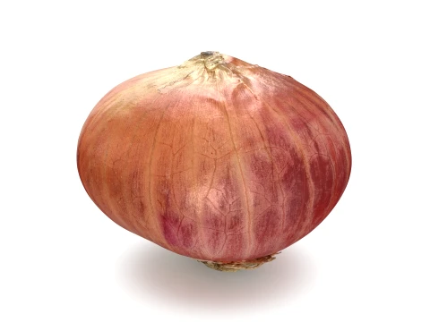 Shallot 03 3D Model