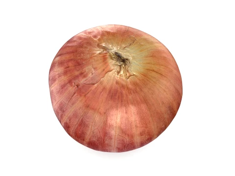 Shallot 03 3D Model